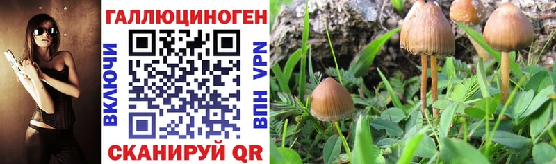 Псилоцибиновые грибы GOLDEN TEACHER Ленинск